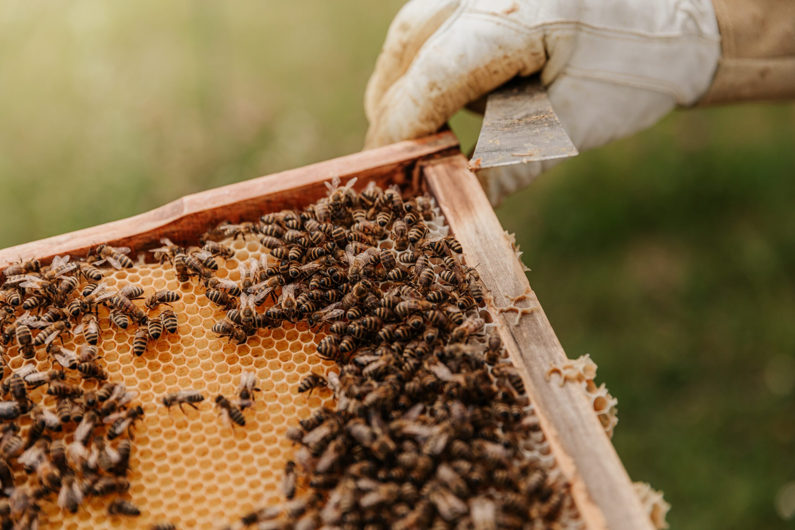 Beekeeping Business Name Generator