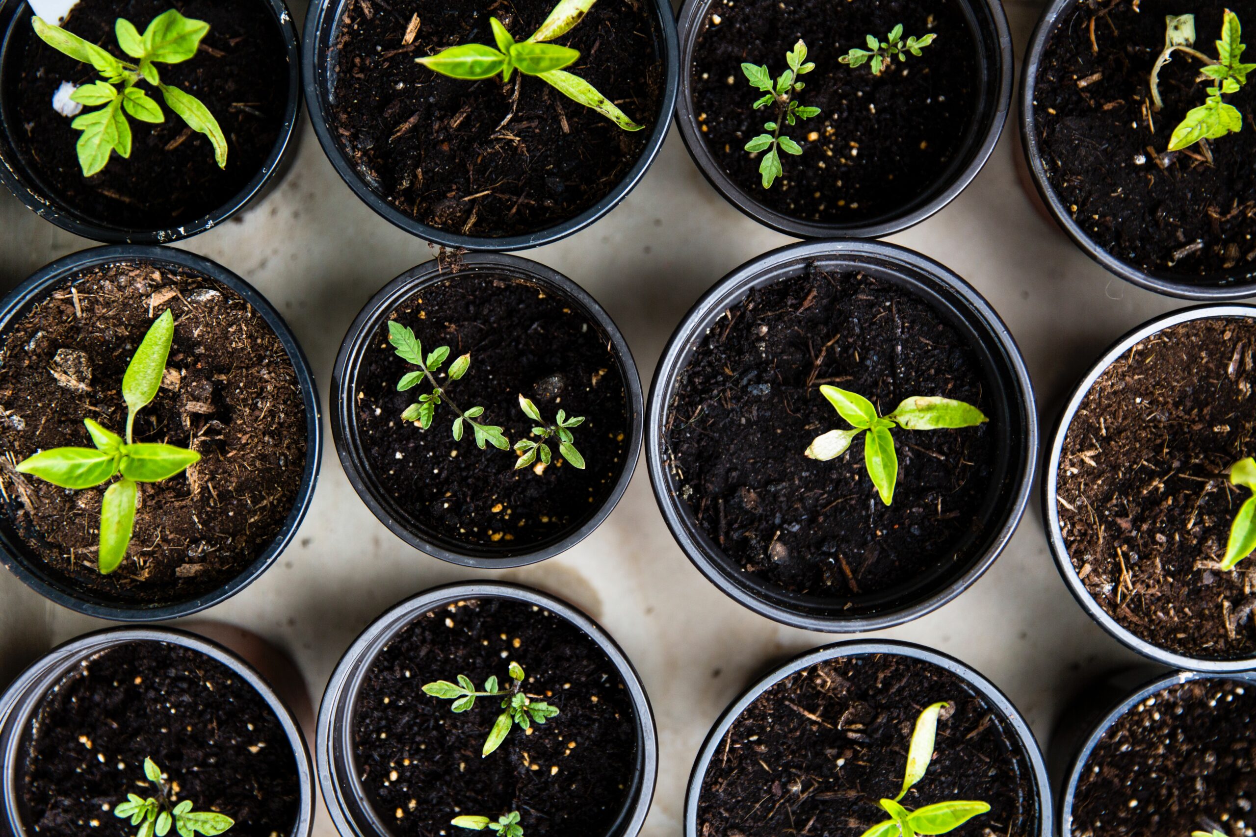 Gardening Business Name Generator