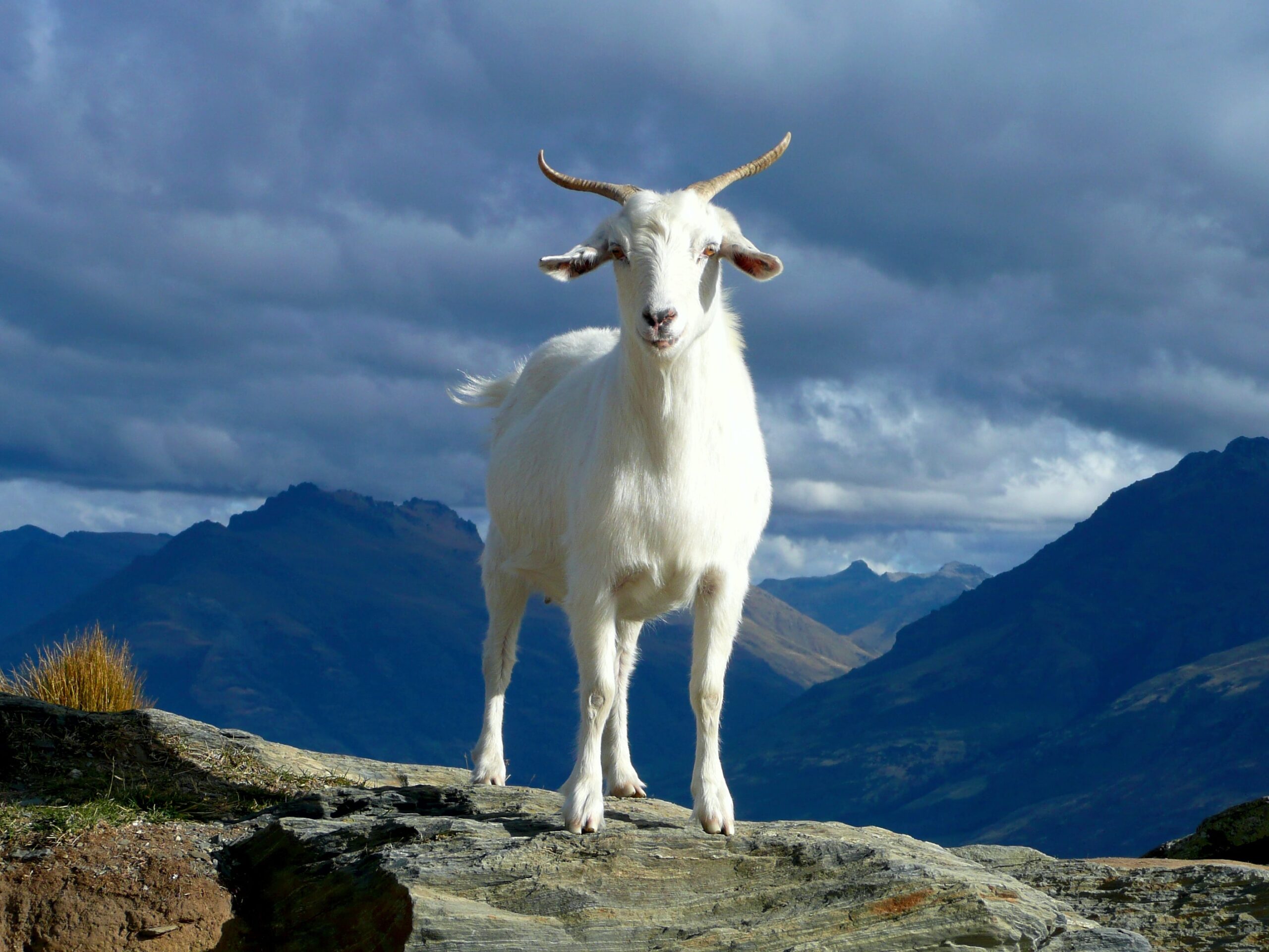 Goat Business Name Generator