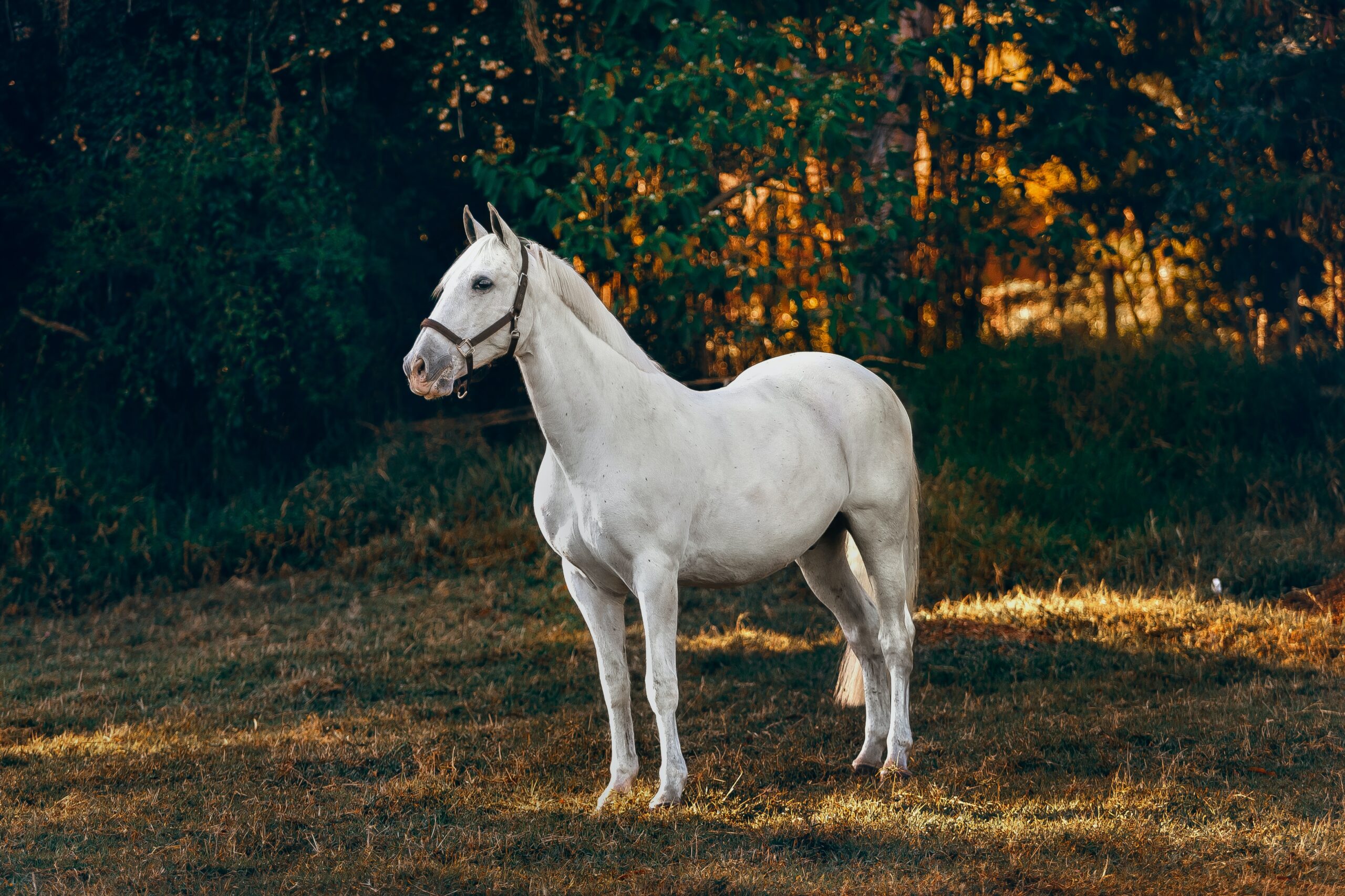 Horse Business Name Generator