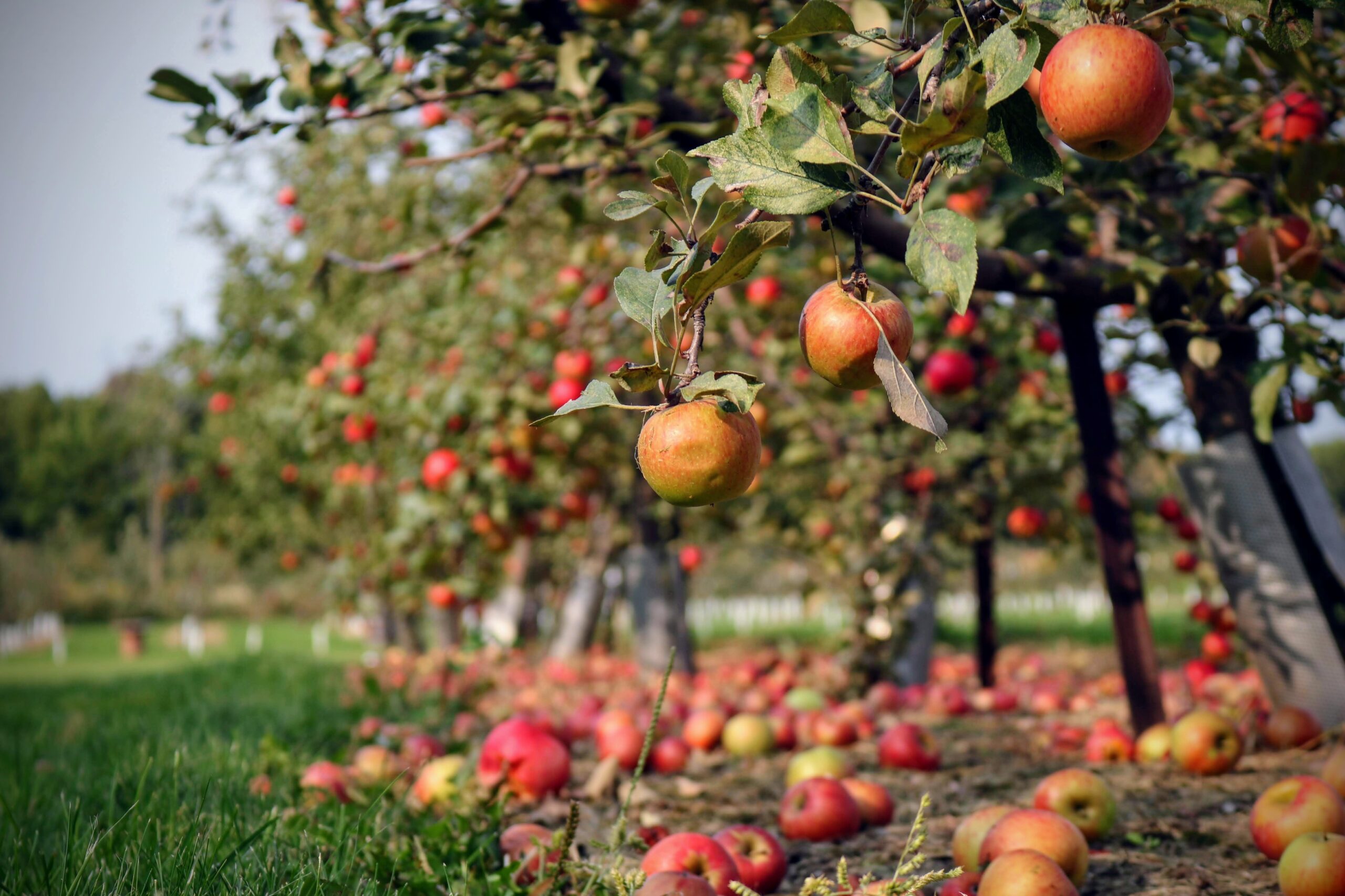 Orchard Business Name Generator