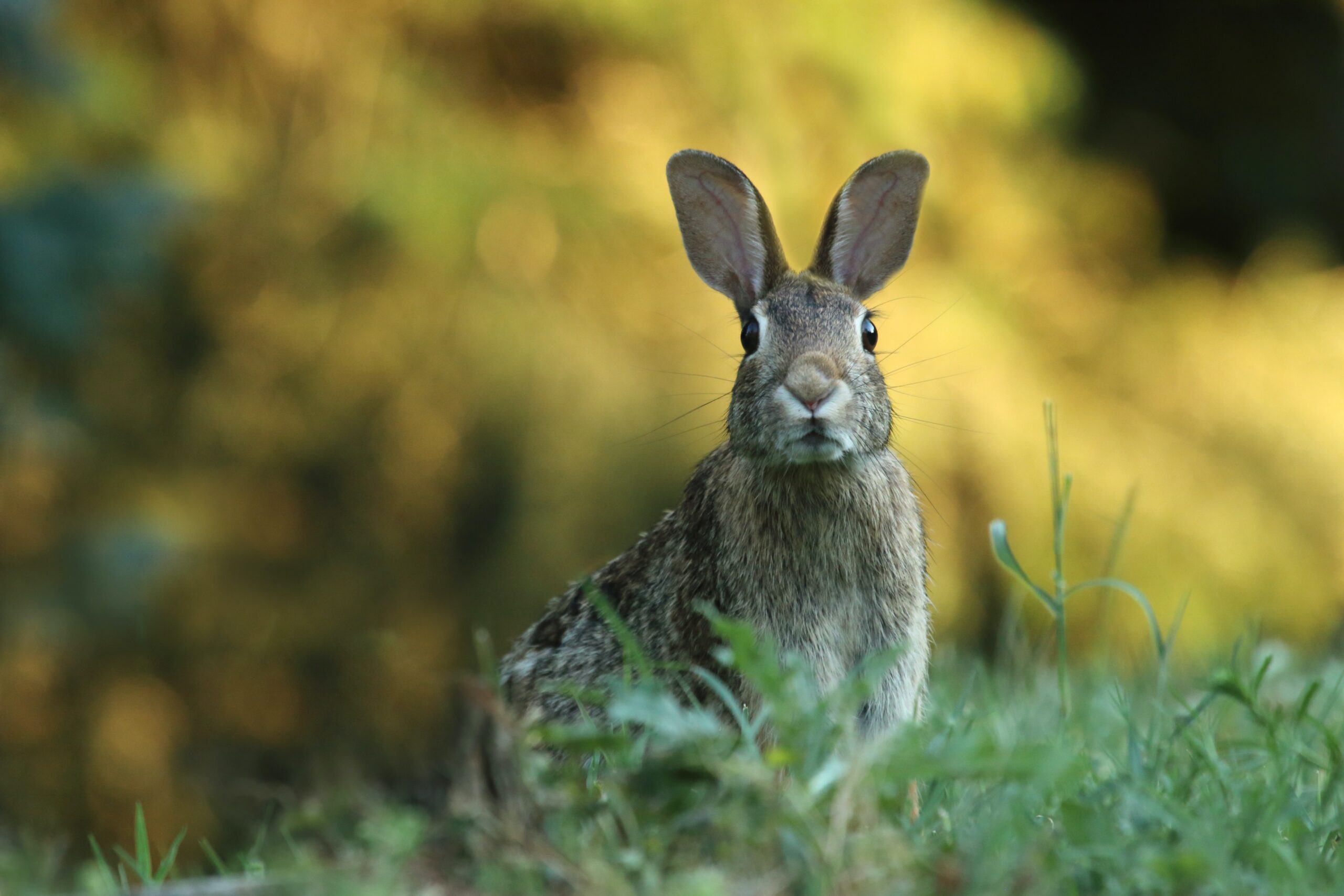 Rabbit Business Name Generator